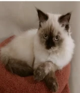 قطه انثى ( تم تعقيم القطه ) اخذت جميع المطاعيم الضروريه.. عمر القطه 8 اشهر