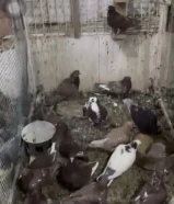 لاحم الوزان