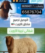 للبيع غنم شفالي معلوف من شهر 2 شرط لحم طيب
