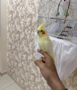 كروان للبيع