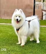 كلب سامويد للبيع samoyed breed