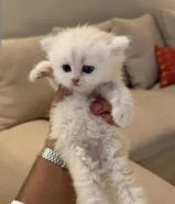 قطط صغار شيرازي