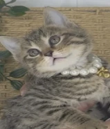 شكوتش ستريت تايقر للبيع