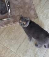 سكوتش فولد للتبني مع اغراضه لدواعي السفر