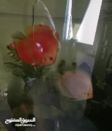 سمك القرص (دسكس) ماليزي للبيع حجم كبير (discus fish for sale)