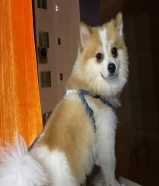 كلب ذكر بومرينيان فوكس للبيع Male Pomeranian Fox dog for sale