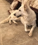 Female Husky & Swiss German