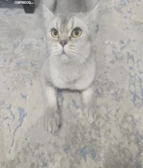 قطة بريتش بيور للتبني