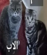 قطط سكوتش فولد