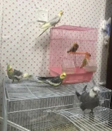 Beautiful cocktails and love birds for sale