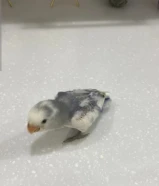 فرخ روز للبيع