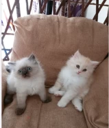 Pure Shirazi kittens for sale