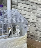 للبيع طير روز انثى