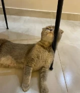 انثى ميكس اب سكوتش فولد وام شيرازيه