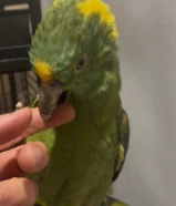 للبيع يلو ناب