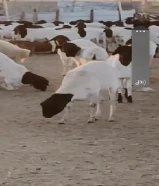 تصدير مواشي غنم و ثيران و ابل جزور من الصومال إلى كل دول مجلس التعاون الخليج والعراق