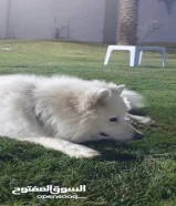 KWDكلب سامويد للبيع samoyed breed