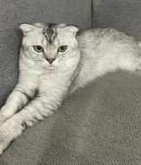 Scottish Fold سكوتش فولد