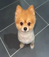 كلب بوميريانيان