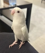 عصفور لوف بيرد أبيض للبيع White Lovebird for Sale –
