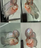 للبيع فلور هورن صحتها فوق الممتاز