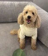 بودل ثنيه العمر سنتين