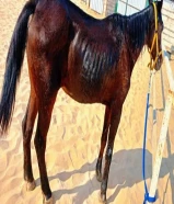 فرس مصرية هادئة و بصحة جيدة - تصلح لتدريب الأطفال و الكبار - سنها كبير ( مزارع الوفرة )