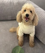 بودل ثنيه العمر سنتين