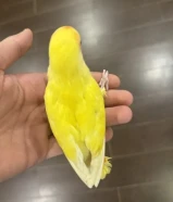 طير لوف بيرد ربوه خفيفه