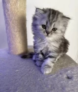 Dسكوتش فولد و ستريت موون فيس kitten