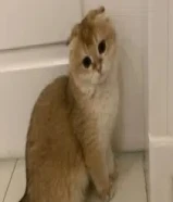 مطلوب للتبني قط سكوتش فولد نفس اللي بالصوره