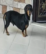 للبيع كلب داشهند التواصل وتساب فقط