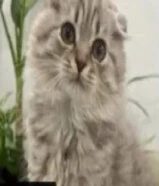 شهور مطعم كل التطعيمات و معاه كل اغراضه