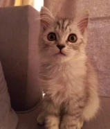 قطط مكس من نوعية American Curl للبيع