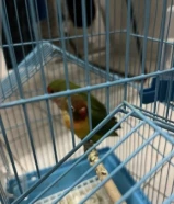 طير فيشر للبيع مايعض خوف بسيط