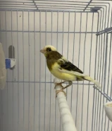 كناري تمبرادو اسباني