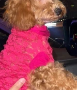 توي بودل بيور