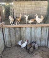 للبيع دجاج عربي قديم