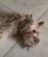 للبيع قطه ..