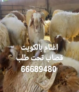 قصاب الكويت