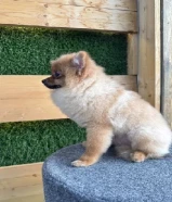 TEA CUP POMERANIAN MALE