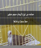 ازواج بادجي ومجموعة اقفاص للبيع التواصل للجادين