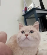 للبيع قط ذكر