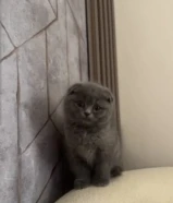 للبيع قط سكوتش فولد