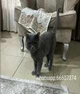 قط للتبني العمر تقريبا سنه ذكر لعوب و هادي male cat for adoption