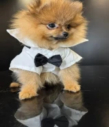 Adorable teacup Pomeranian 7 months DM for more info