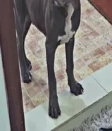 بيعه سريعة كلبين كلب أمريكان بولي كلب بيتبول