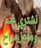 نشتري غنم وماعز مراح96641498