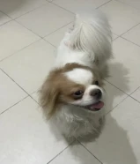 Puppies Shih Tzu for sale . Pure breed