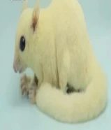 شوقر قلايدر لون نادر!!